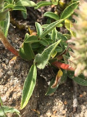 Salix petrophila