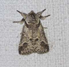 Antithemerastis acrobela