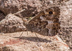 Hipparchia aristaeus