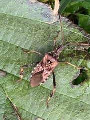 Leptoglossus occidentalis