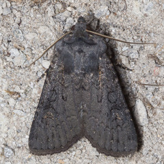 Euxoa velleripennis