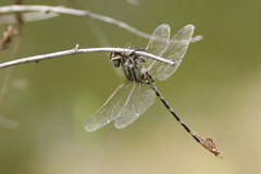 Phyllogomphoides stigmatus