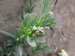 Heliotropium curassavicum