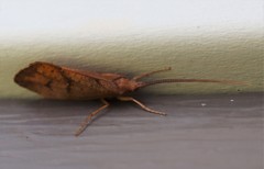 Pycnopsyche scabripennis