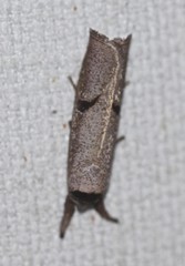 Pilostibes stigmatias