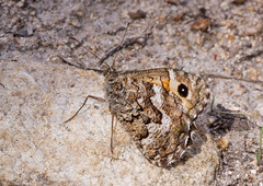 Hipparchia aristaeus