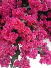 Bougainvillea