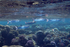 Crenimugil crenilabis