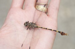 Phyllogomphoides stigmatus