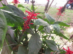 Xeronema callistemon