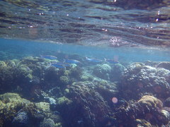 Crenimugil crenilabis