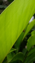 Enchenopa squamigera