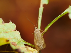 Diurnea lipsiella