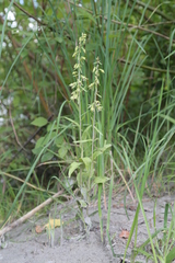Epipactis bugacensis