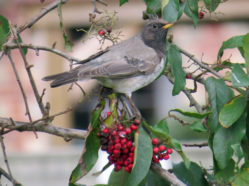 Black-throated Thrush