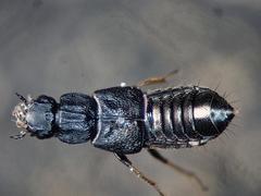 Anotylus complanatus