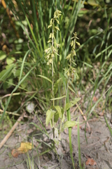 Epipactis bugacensis