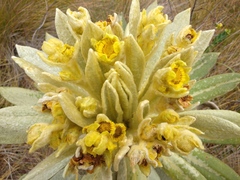Espeletia pycnophylla