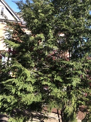 Pinaceae