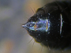 Anotylus complanatus