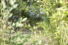 Epipactis bugacensis