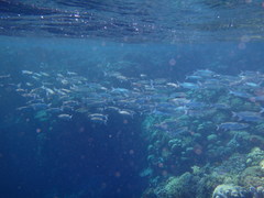 Crenimugil crenilabis