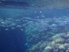 Crenimugil crenilabis