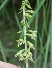 Epipactis bugacensis