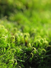 Grimmia pulvinata