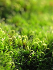 Grimmia pulvinata