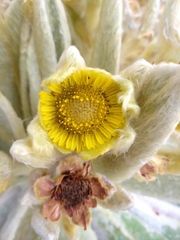 Espeletia pycnophylla