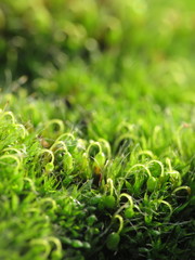 Grimmia pulvinata