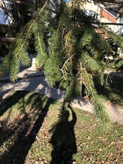 Picea