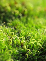 Grimmia pulvinata