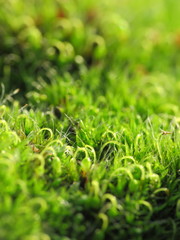 Grimmia pulvinata