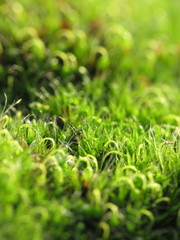 Grimmia pulvinata