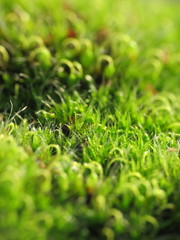 Grimmia pulvinata