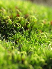 Grimmia pulvinata