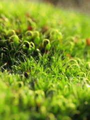 Grimmia pulvinata