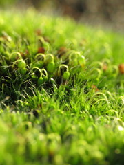 Grimmia pulvinata