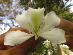 Bauhinia aculeata