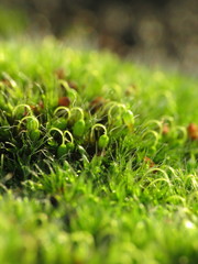 Grimmia pulvinata
