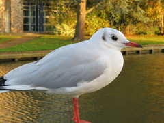 Chroicocephalus ridibundus