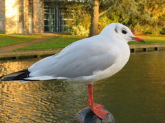 Chroicocephalus ridibundus