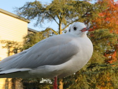 Chroicocephalus ridibundus