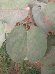 Bauhinia aculeata