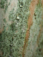 Chaenotheca trichialis