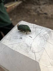 Cotinis nitida