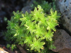 Syntrichia virescens