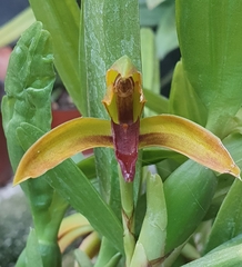 Maxillaria aciantha